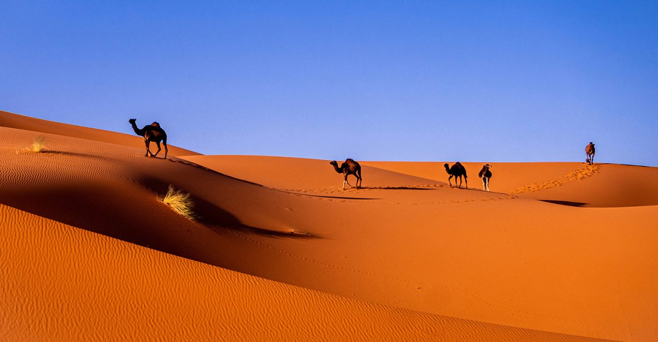 Beyond the Dunes: 5 Must-Do Adventures in the Tunisian Sahara